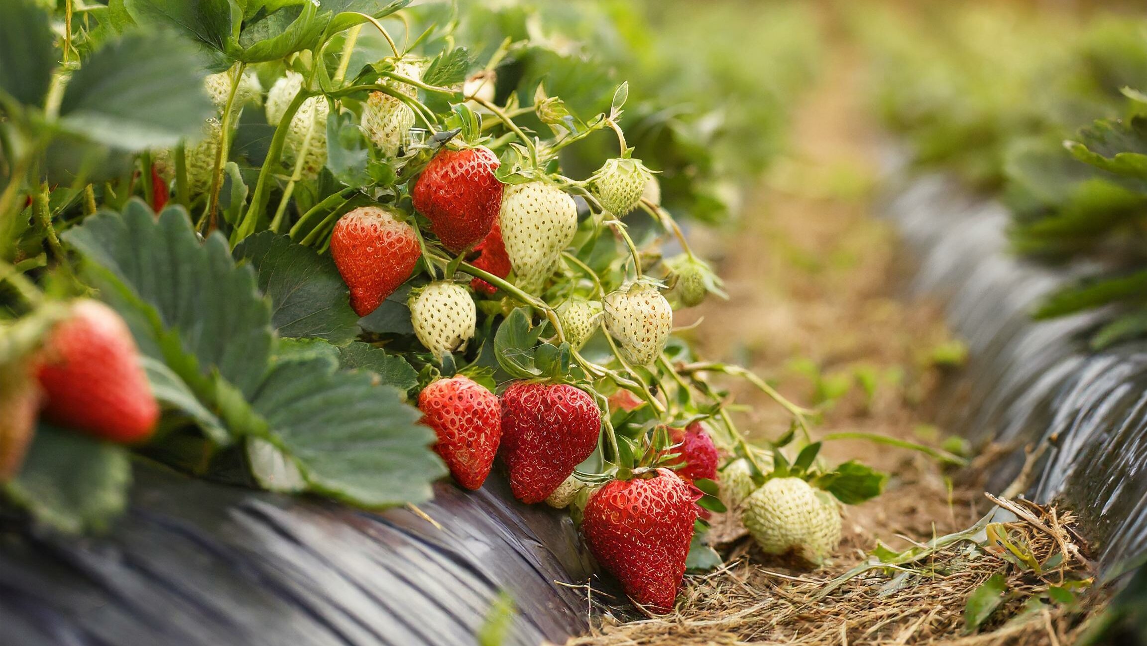 praca wakacyjna nastolatków